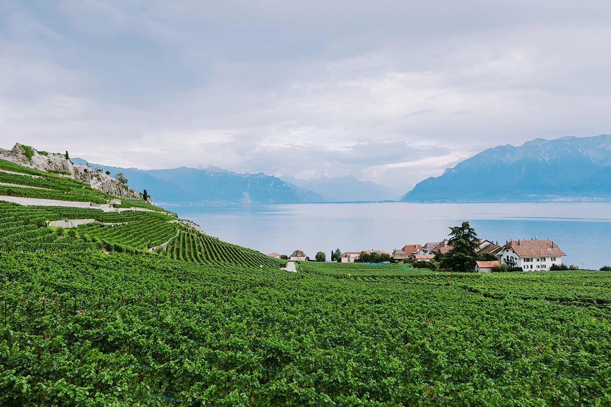 Vue du lac et vigne depuis LAUSANNE